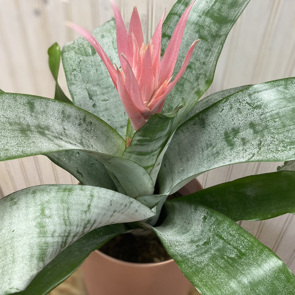 Aechmea