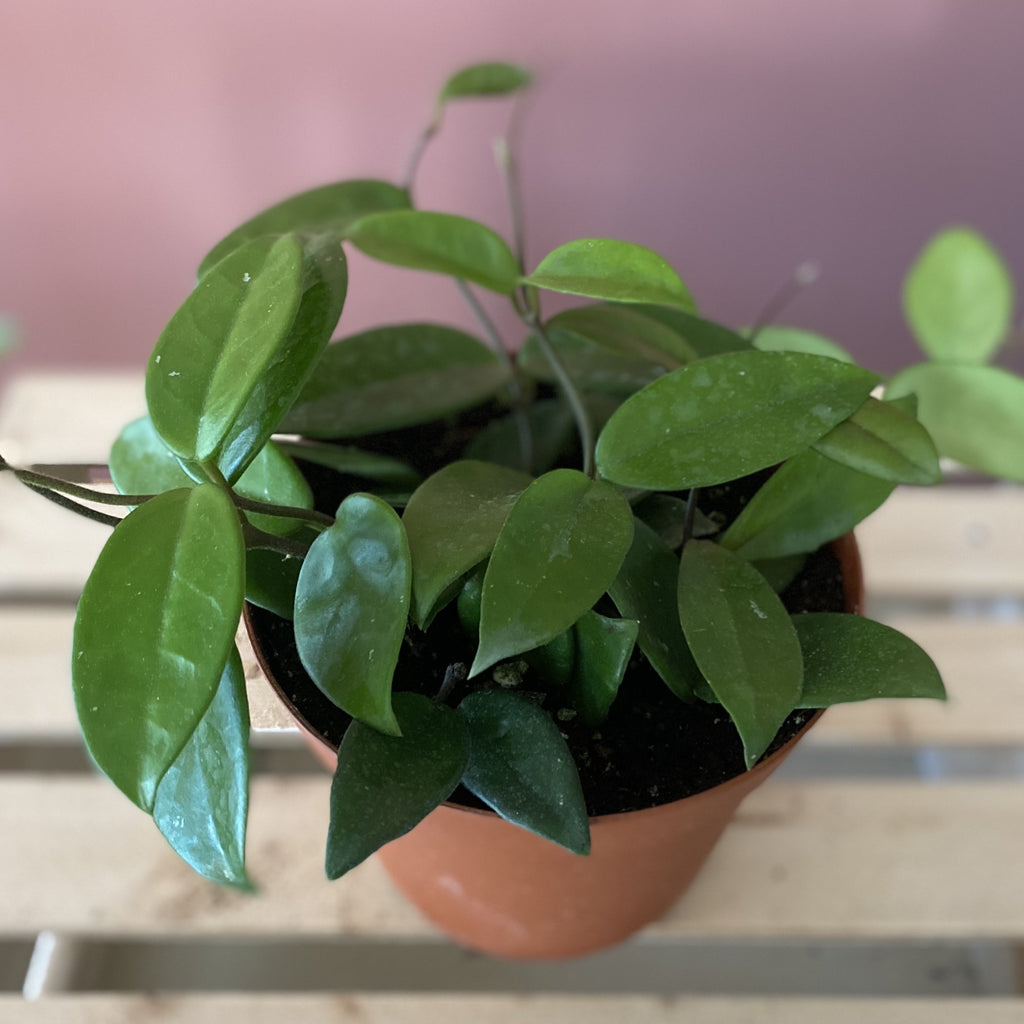 Hoya Carnosa
