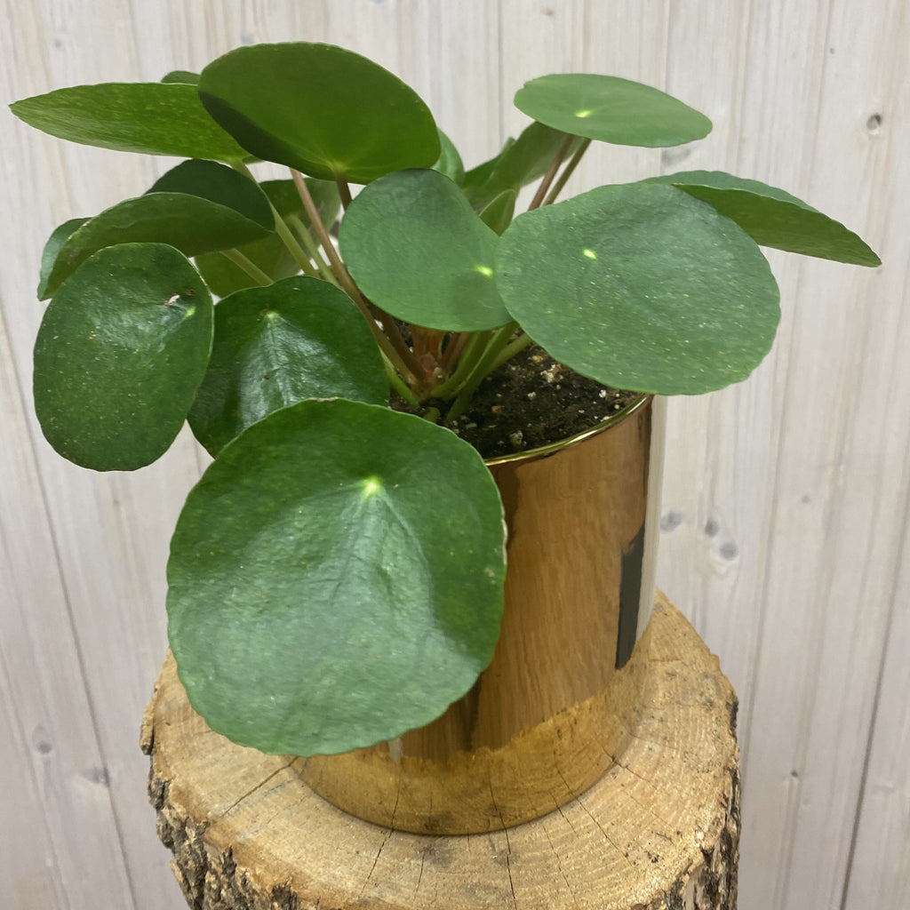 Peperomia pilea