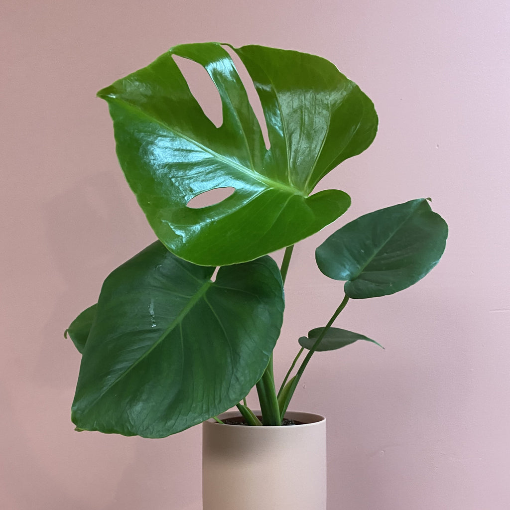 Monstera