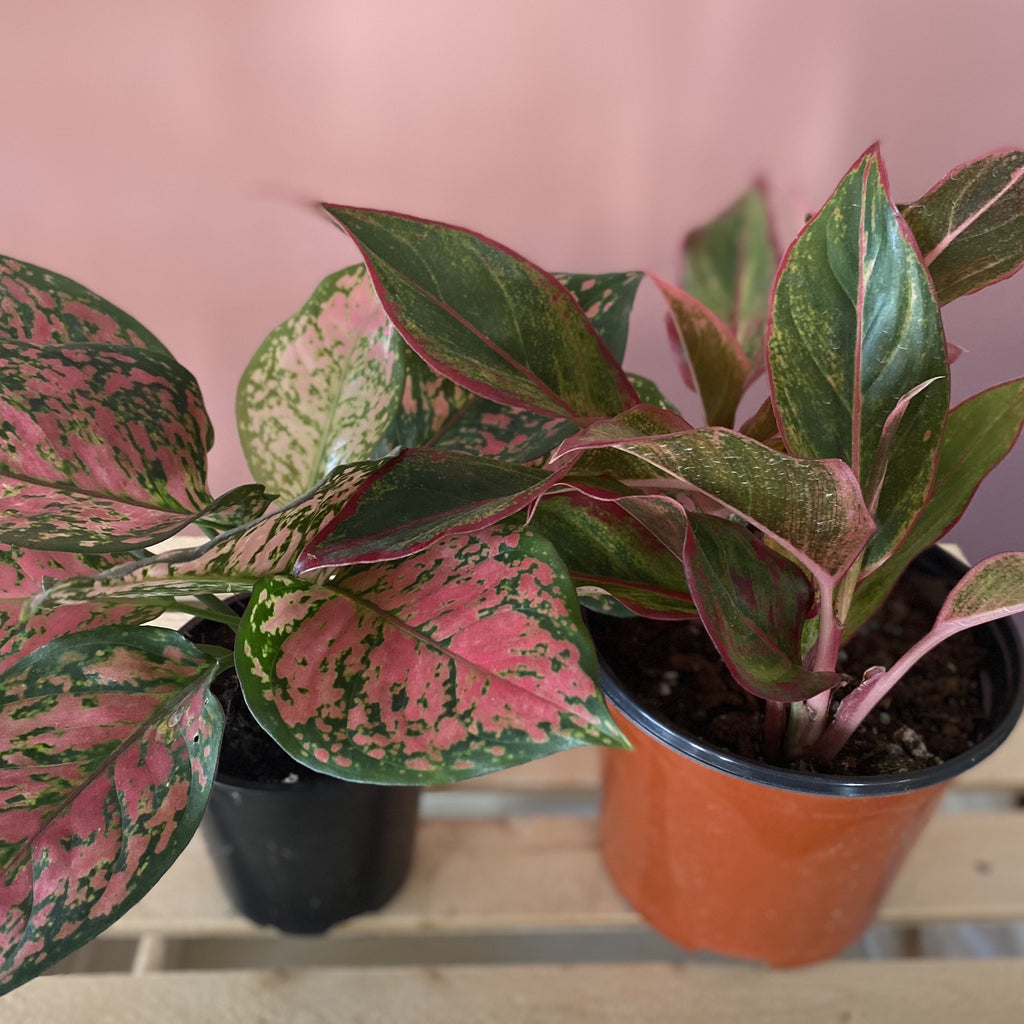 Aglaonema