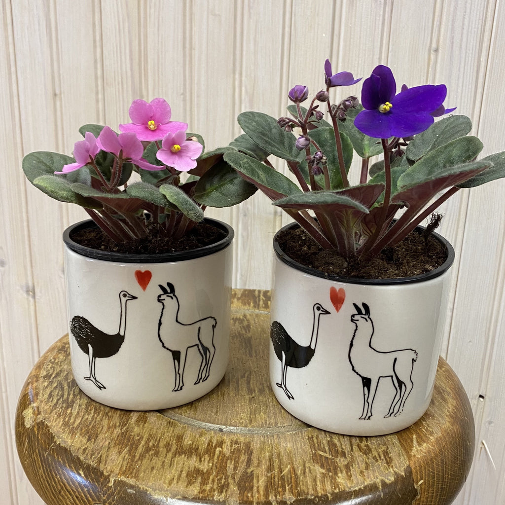 Violettes et son pot