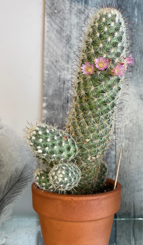 Cactus Phalique