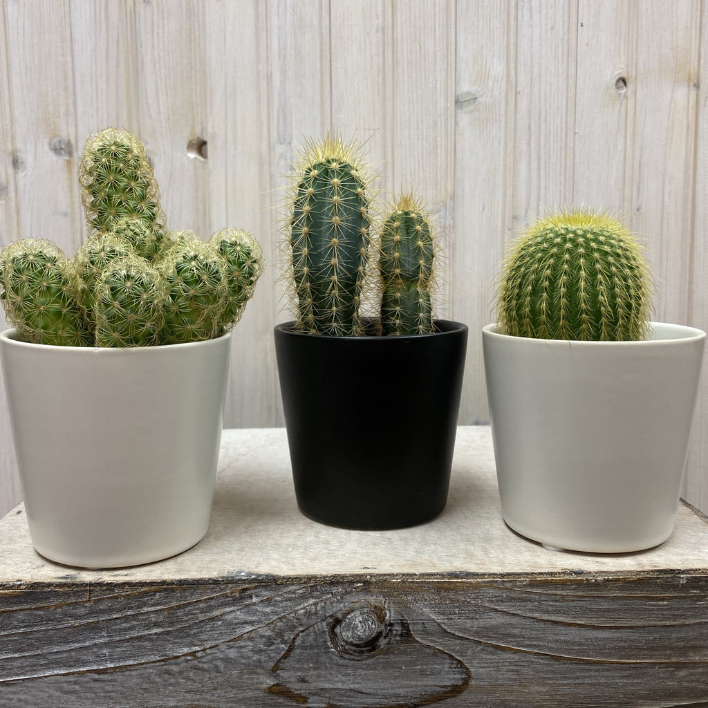 Mini-cactus et son pot